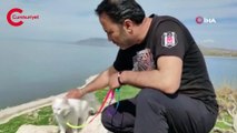 Astronot Rubins’e hediye edilecek Van kedisi Çarpanak Adası’nda podyuma çıktı