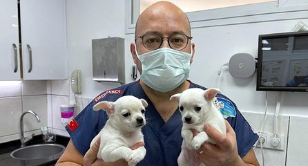 Pandemide evcil hayvan sahiplenme oranı arttı