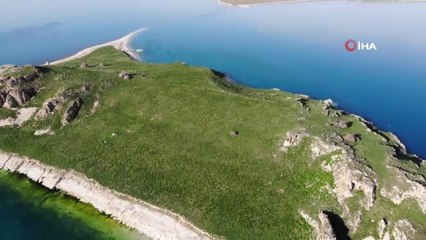 Astronot Rubins'in hediye edilecek Van kedisi Çarpanak Adası'nda podyuma çıktı