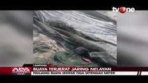 Buaya Mengamuk saat Tertangkap Jaring Nelayan di Lampung