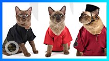 Baju Lebaran Imut Khusus Para Kucing! - TomoNews