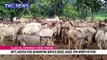 Illegal donkey hide trade: National Agriculture quarantine service seizes, razes 67M worth of hide