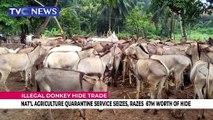 Illegal donkey hide trade: National Agriculture quarantine service seizes, razes 67M worth of hide