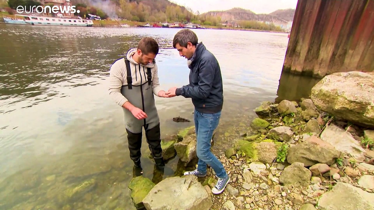 Eingeschleppte Tiere und Pflanzen kosten uns weltweit 1 Billion Euro