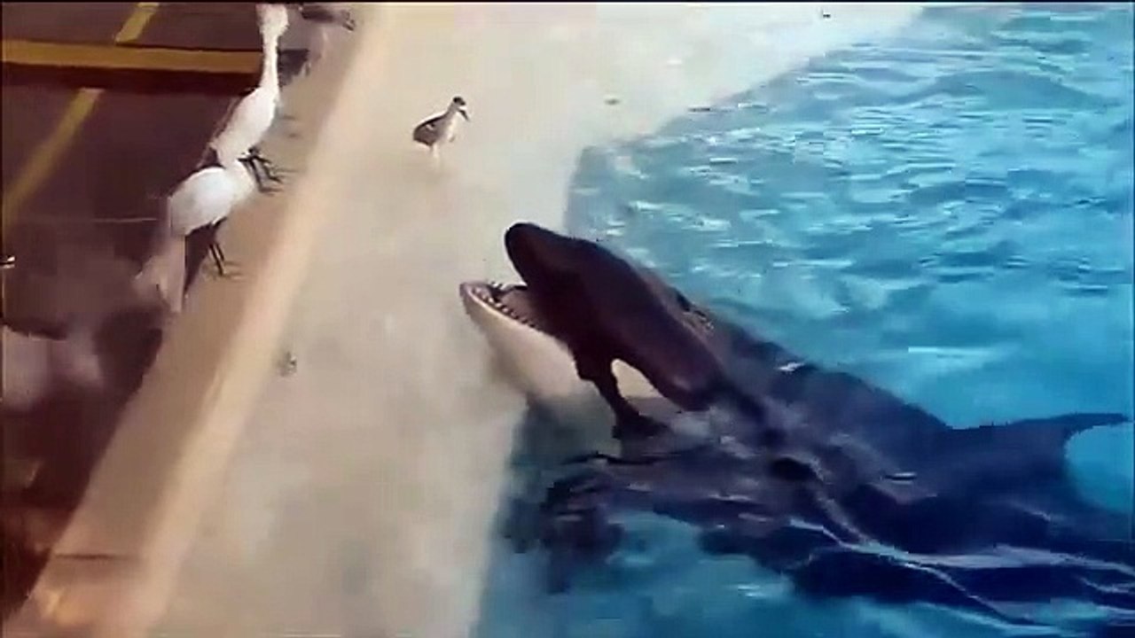 Whale Eat Pelicans   Pelican eat Cat Bird Fish