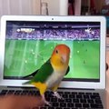 Funny Parrots Videos Compilation Cute Moment Of The Animals - Cutest Parrots #14 - Compilation 2020