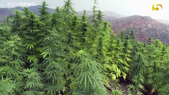 Marocco, verso la legalizzazione della cannabis