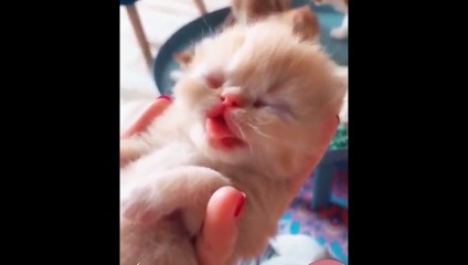 Baby Cats Video  Cute Pets And Funny Animals  Compilation