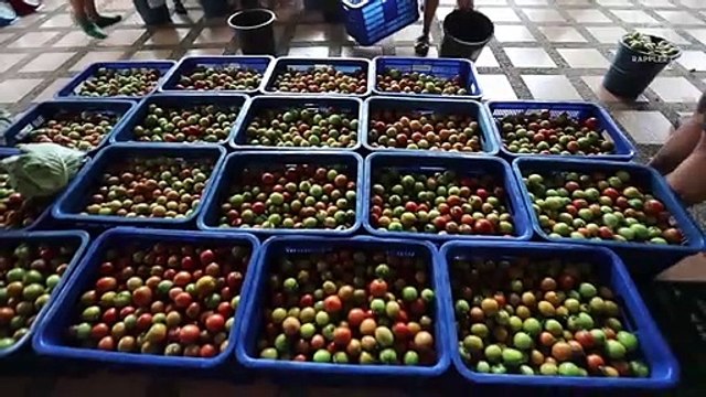 From farm to pantry: Vegetables from Ifugao for distribution to Quezon City community pantries