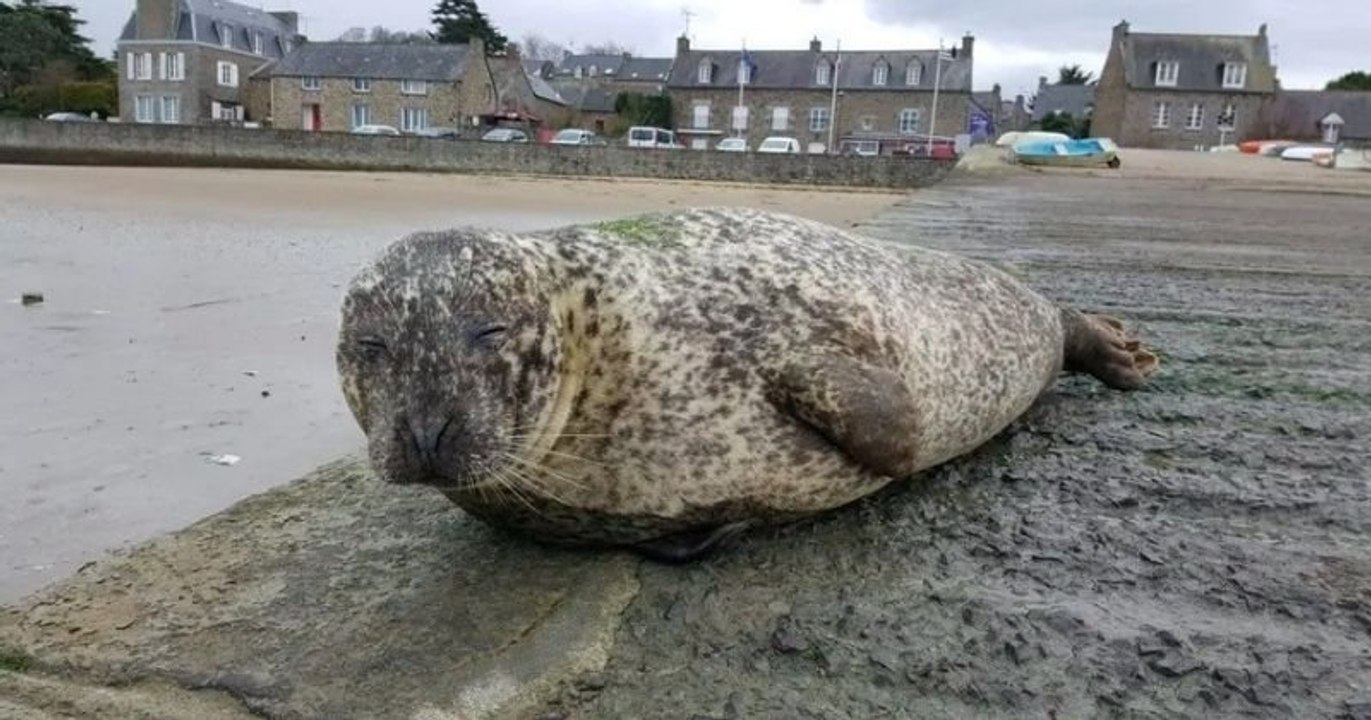 Joséphine, le phoque « mascotte de la Rance », a été retrouvée morte dans les Côtes-d'Armor