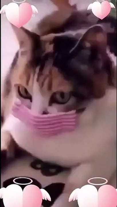 New Cat Funny Video - 2021