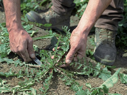 Stagionalità e verdure rare nella ristorazione contemporanea | WEBINAR