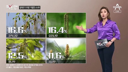 [팩트맨]알레르기 주범은 소나무?…꽃가루 알레르기, 사실은