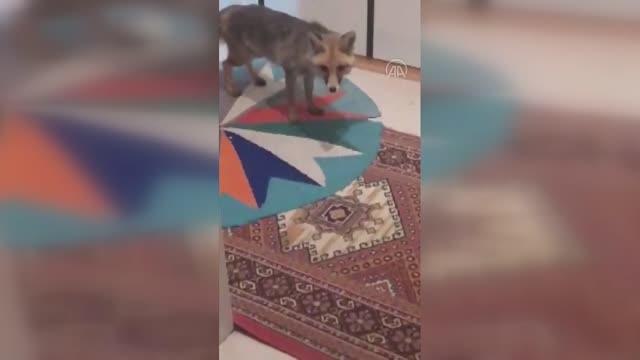 Bir hayvansever beslediği tilkinin kendisini takip edip evine girmesini görüntüledi