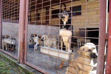 Kötü şartlar altında bakılan 97 köpek, tedavi altına alındı