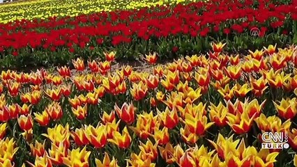 Lale tarlalarında renk cümbüşü