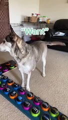 Un chien communique avec des boutons poussoirs