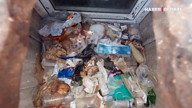 Köpeğin bulduğu yavru kedileri mazgal çukurundan böyle kurtardılar