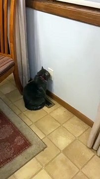 Cold Kitty Sits Calmly on Heater Vent