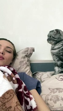 Gentle Kitty Tries to Wake Its Human