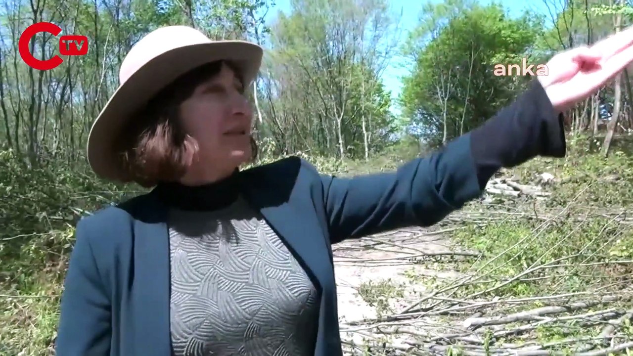 Fatsa'da ağaç kıyımı devam ediyor! Ağaç sayısı 300'ü buldu