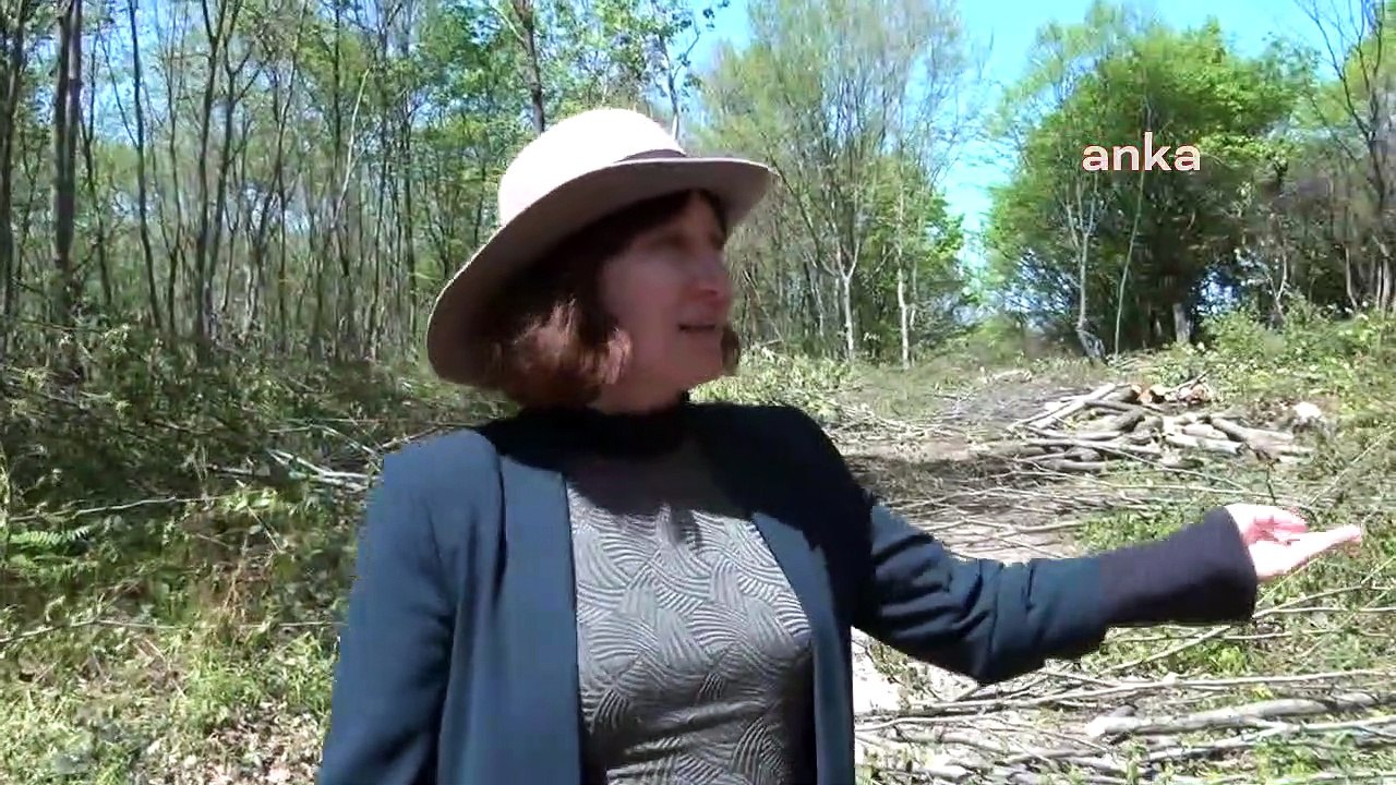 Fatsa’da ağaç kıyımına devam… 300 ağaç kesildi…