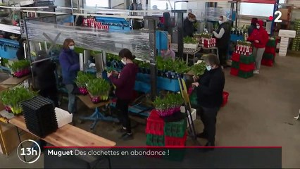 Muguet : des clochettes en abondance pour la saison 2021