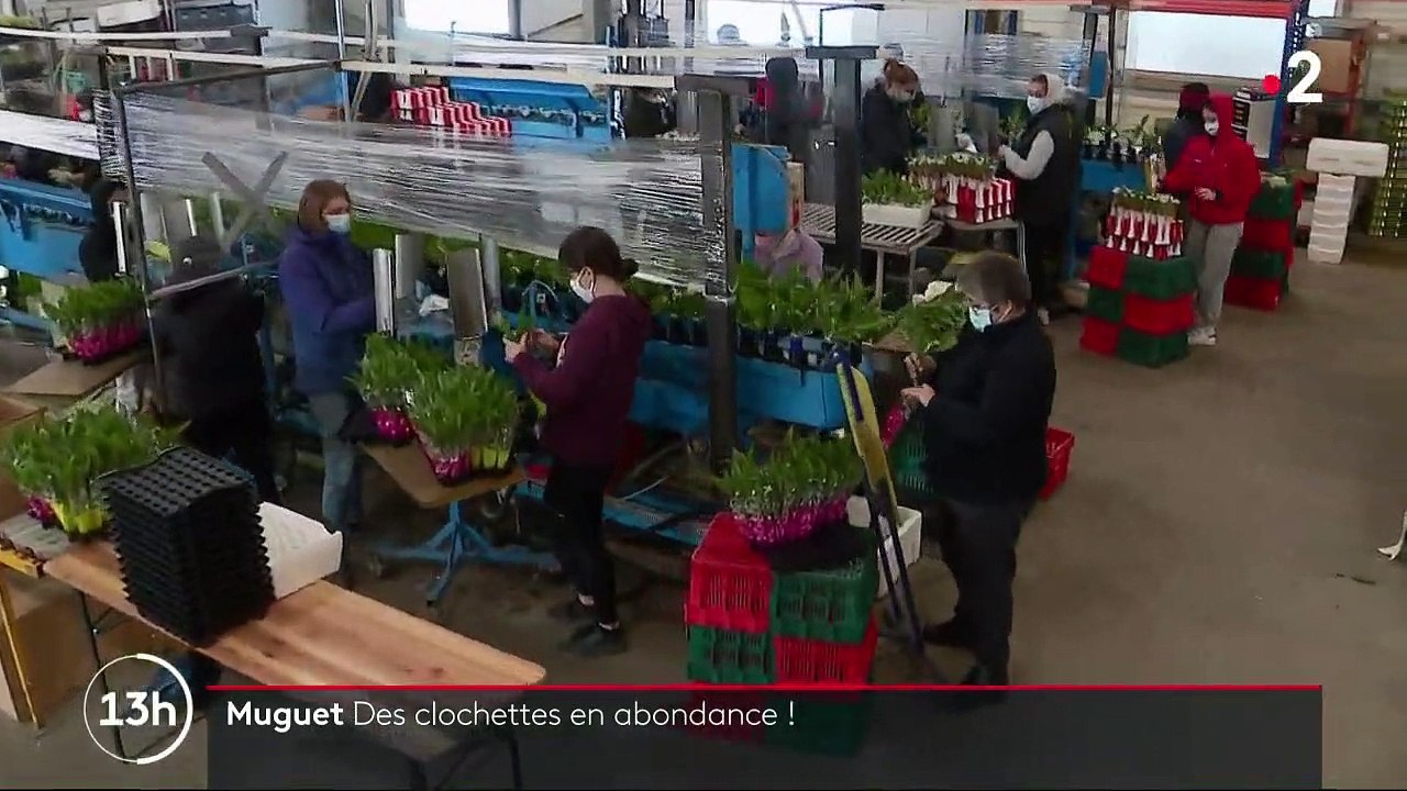 Muguet : des clochettes en abondance pour la saison 2021