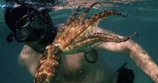 Le documentaire émouvant La Sagesse de la pieuvre raconte le lien spécial entre un homme et une pieuvre