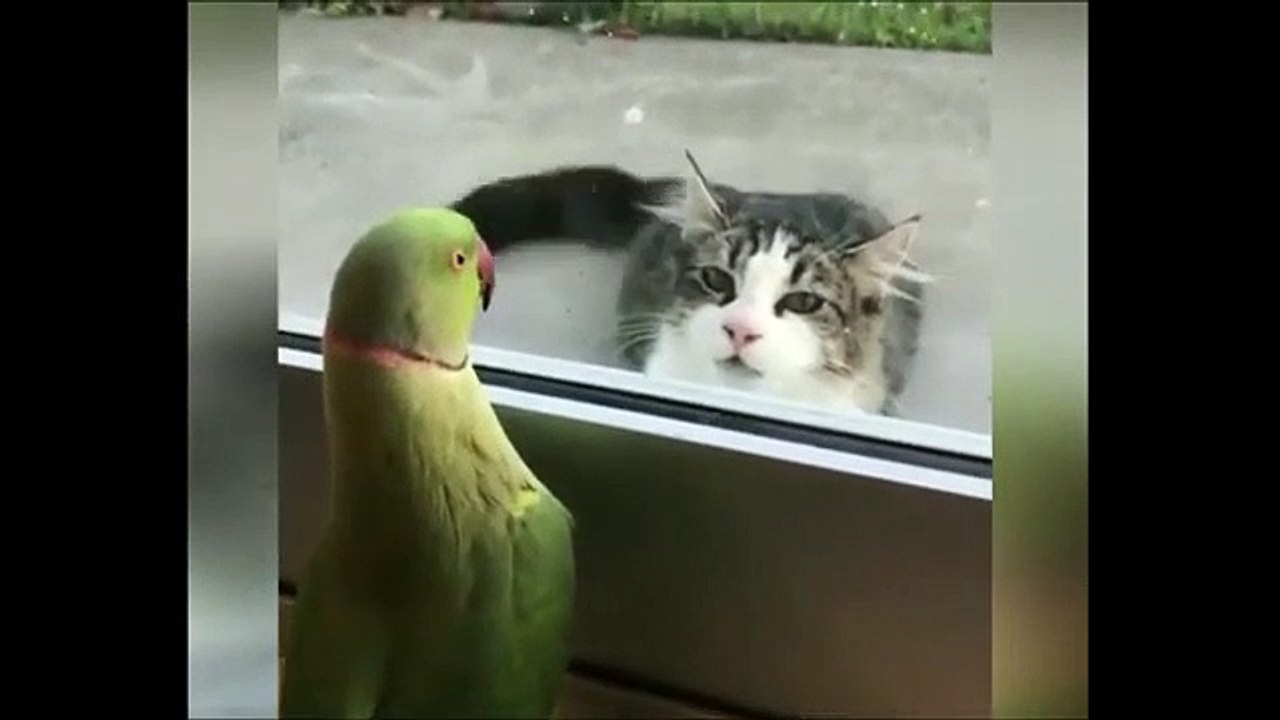Parrot and cats Masti video