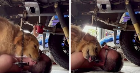 En pleine mécanique sous sa voiture, il se fait interrompre par son chien... qui veut juste un câlin