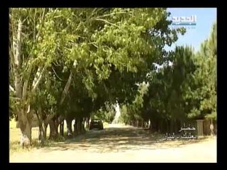 صورة ونغمة - خضر