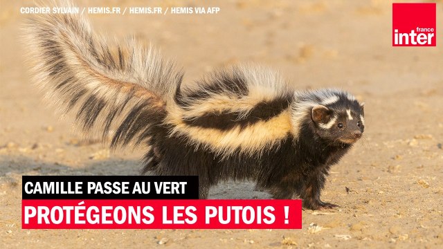 Protégeons le putois ! - Camille Passe au Vert