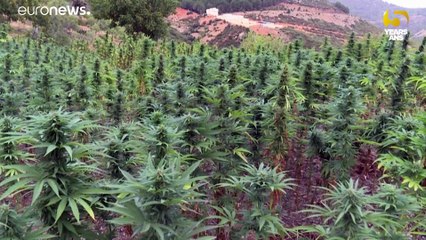 Marruecos a un paso de legalizar el cannabis medicinal