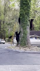 Bear Family Comes Out of Tree