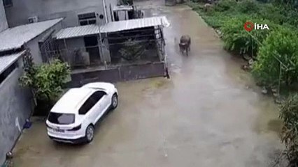 Bizonun küçük çocuğa saldırdığı anlar...