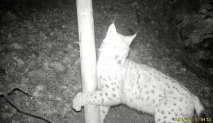 Le lynx wallon filmé dans la Semois