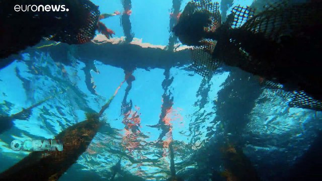 Un mare più pulito e più sano grazie alle alternative al petrolio