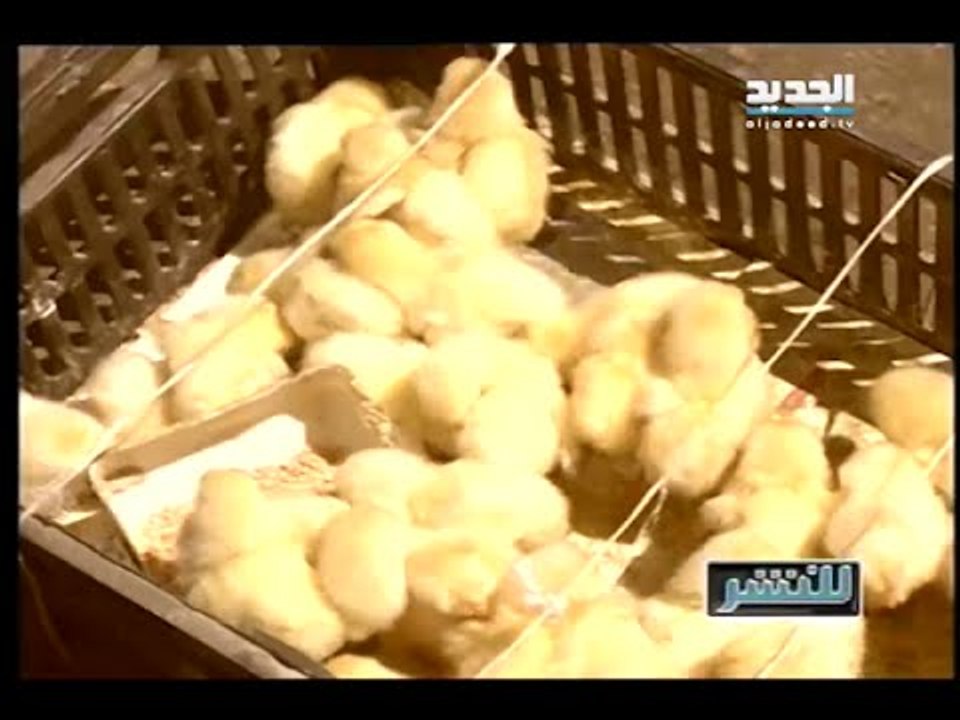 للنشر - منع الصيصان الملونة في بيروت