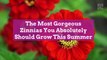 9 of the Most Gorgeous Zinnias You Absolutely Should Grow This Summer