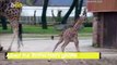Galloping Giraffe! UK Zoo’s Endangered Baby Giraffe Runs & Plays in Enclosure!
