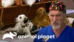 Dr. Jeff esteriliza a 150 mascotas en jornada benéfica | Dr. Jeff, Veterinario | Animal Planet