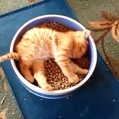 When mom say "don't play with your food" This is what she means 