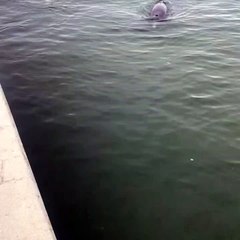 Baby Albino Dolphin Swims Along with Pod