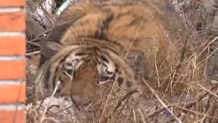 中, 호랑이 출몰 '공포의 10시간'...사람 덮치고 승용차 유리 '박살' / YTN