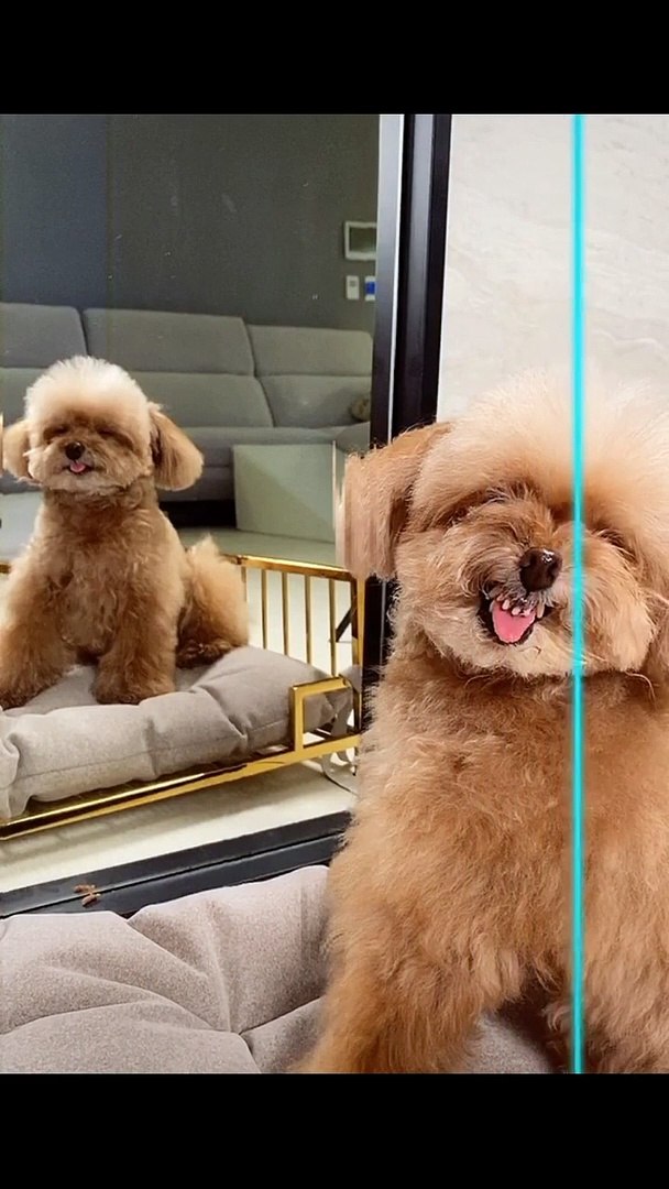 ⁣Animals With Attitude | FUNNY ANIMALS