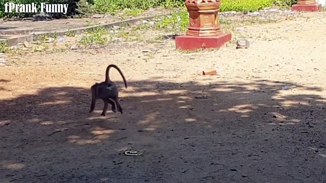 monkey prank with fake snake try not to laugh