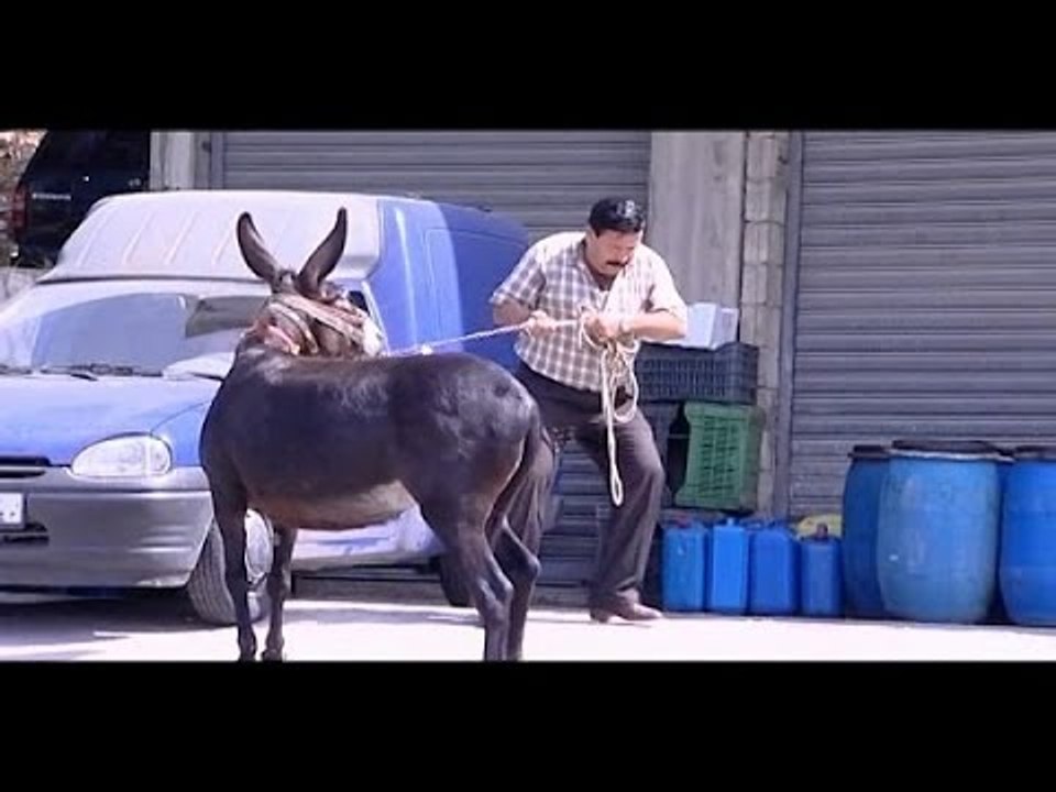 نجوم الضهر - Best Of