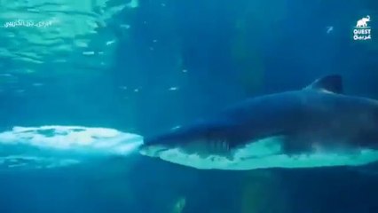 القرش النمر