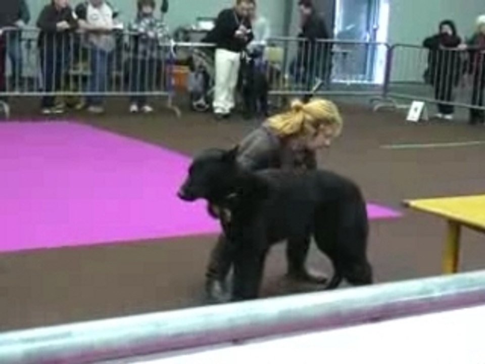 Bodyguard cacib toulouse(1)